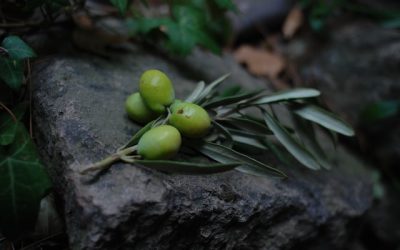 ✅ ¿LAS GRASAS SON BUENAS O TÓXICAS PARA LA SALUD? 🧈MITOS Y REALIDADES DE LOS ACEITES VEGETALES