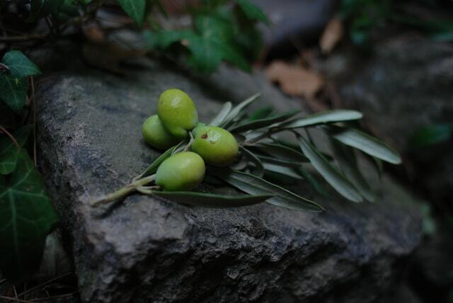 ✅ ¿LAS GRASAS SON BUENAS O TÓXICAS PARA LA SALUD? 🧈MITOS Y REALIDADES DE LOS ACEITES VEGETALES